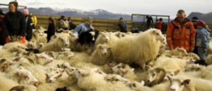 Rttir, Annual Sheep Roundup
