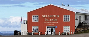 Icelandic Seal Center  - Selasetur slands